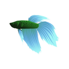 Green and Blue Betta